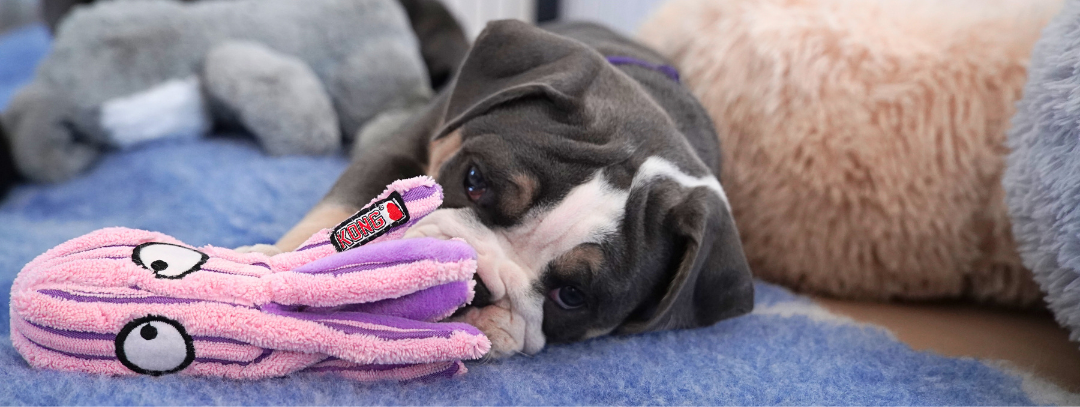 En engelsk bulldog hvalp ligger på et blåt tæppe med en lyserød blæksprutte i en hvalpegård med hundesenge og bamser