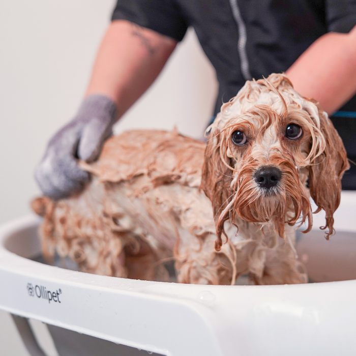 Hund får et bad i badekar