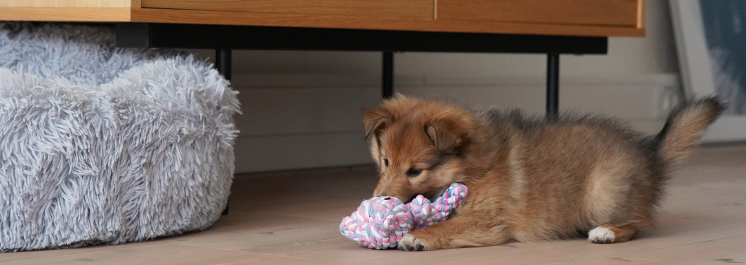 Hundehvalp der leger med hundelegetøj