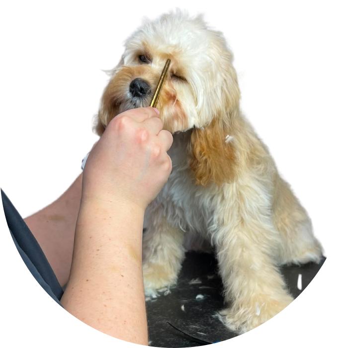 Hvid hund står på bagbenene med forpoterne i vejret