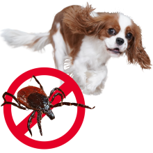 En cavalier king charles i løb med et forbudttegn og en flåt