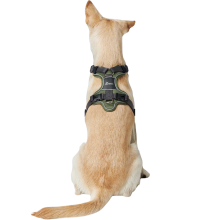 Lys sandfarvet hund sidder med ryggen til i en grøn sele