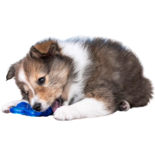 Shetland sheepdog hvalp ligger og bidder i et blåt legetøj