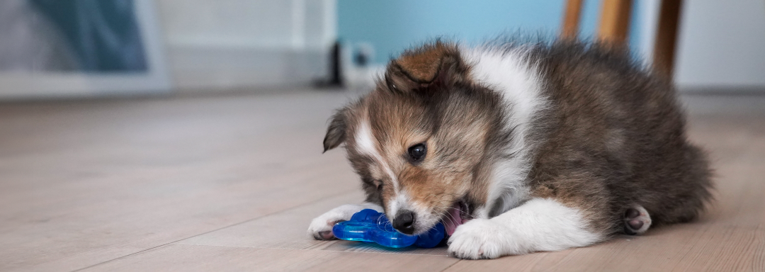 Shetland sheepdog hvalp ligger på et trægulv og bider i et blåt legetøj