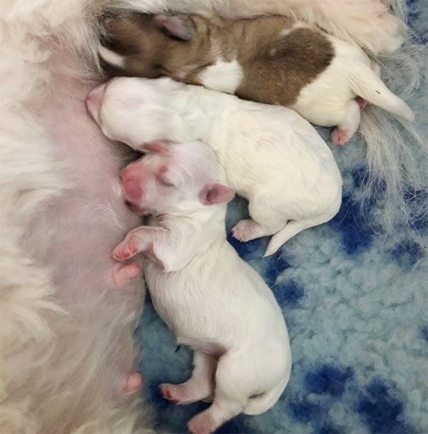 drægtighed og hvalpefødsel