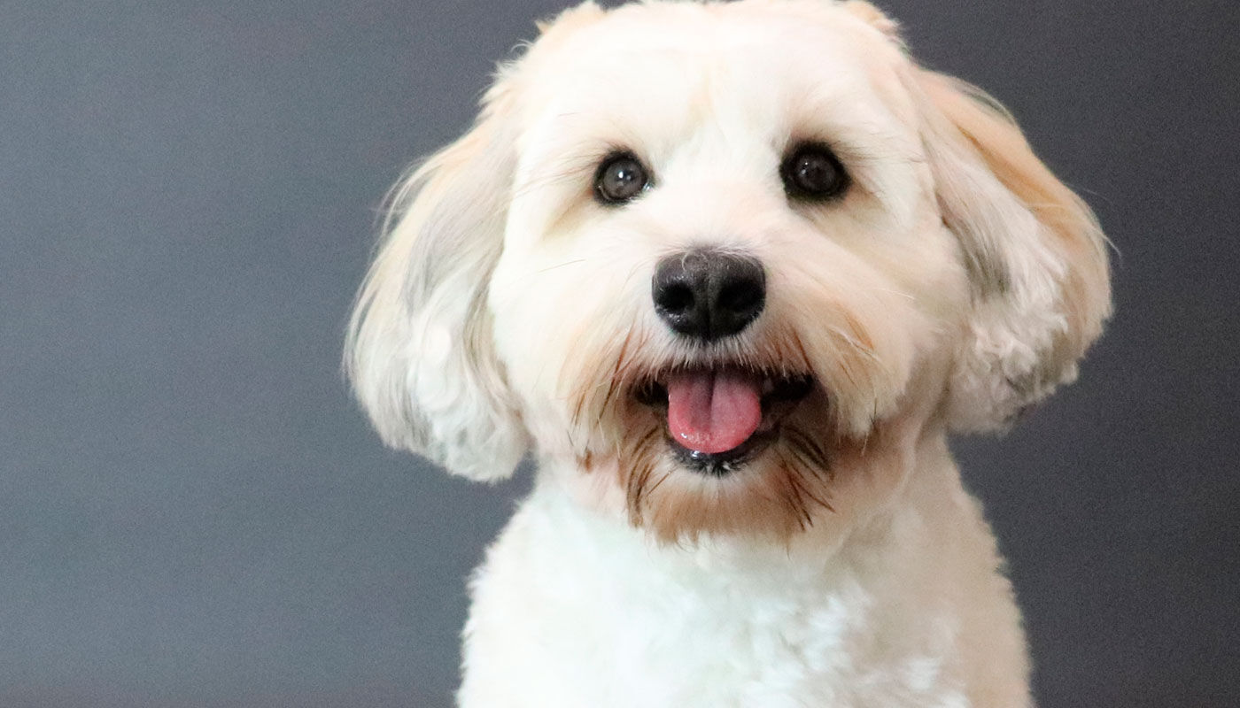 Hund med misfarvet pels