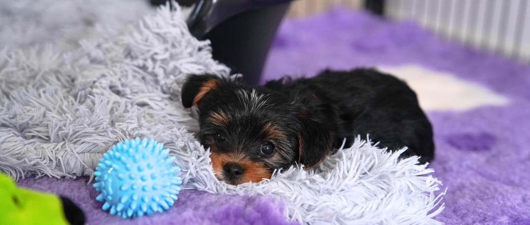 Lille sort og brun yorkie hundehvalp putter med et lysegråt tæppe på et lilla tæppeunderlag. Ved siden af ligger en lyseblå bold