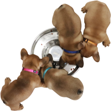 Fire bulldog hvalpe set oppefra spiser af samme madskål