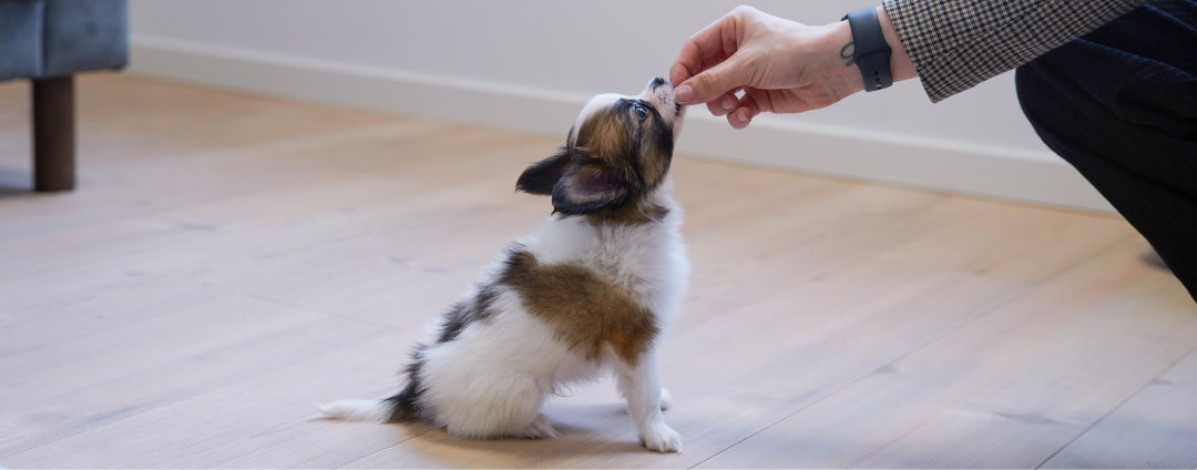 Lille papillon hvalp bliver trænet i sit-kommandoen med godbidder