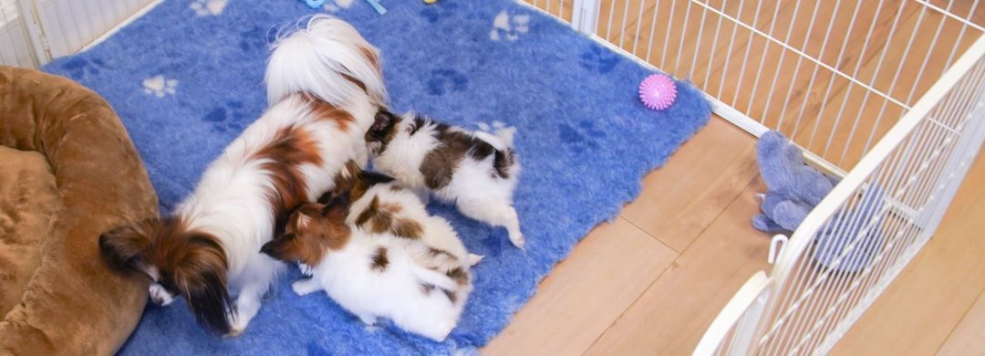 Tre papillon hvalp drikker mælk fra deres mor på et blåt tæppe i en hvalpegård