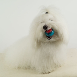 Kong Squeezz Action bold small