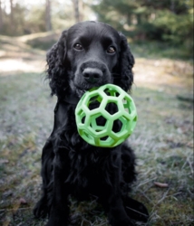 Hol-ee Roller Bold - Medium