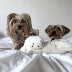 Little Buddy Får med hjertelyd | All For Paws