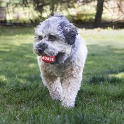 KONG Signature Balls