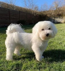 Klippet med en Wahl afstandskam 19mm