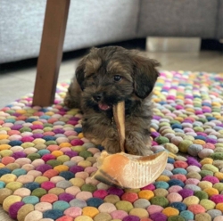 Gnavepakke til hvalpebisser