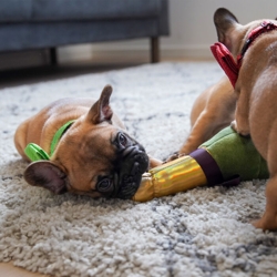 Plys Champagneflaske hundelegetøj I Medium