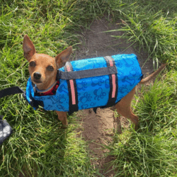 Redningsvest | små hunde | Blå | Ronja