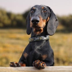 Batman halsbånd | m. QR-Tag | OUTLET