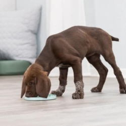 Fin slikkemåtte til hvalpe. Perfekt til mental stimulering af hvalpen.