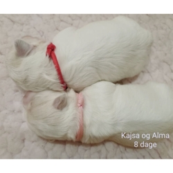 ID Hvalpehalsbånd - Her er de brugt på cotonhvalpe på 1 uge