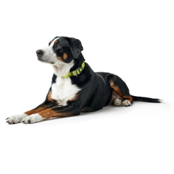 Hunter London Vario Plus Halsbånd