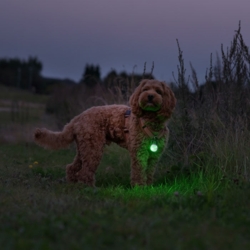 Ollipet Night Glow LED Lygte