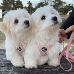 Ollipet Lyserød teddy Sele