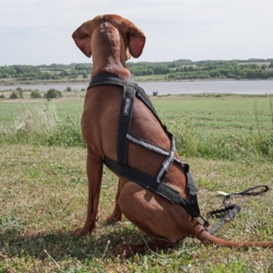 Ollipet X-Back Løbesele