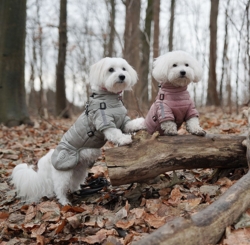 Ollipet Sirius de Luxe Dynejakke med refleks og sele Størrelse XL
