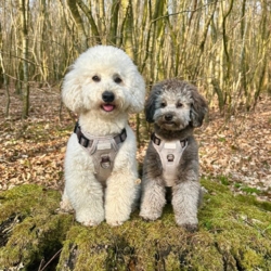 Ollipet Tweed H-sele passer til forskellige størrelser hunde