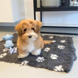 Sød lille hvalp på 3,5 måned på det smarte vetbed hundetæppe str small