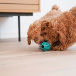 Ollipet Dentaplay turbo er et sjovt aktivitetslegetøj til hvalpe. Det hjælper også med at holde tænderne sunde og rene