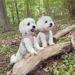 Ollipet Bijou Step-in hundesele | Fløjl og guld detaljer - Str Small