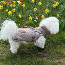 Ollipet Aarhus Hundejakke | Quiltet i str. XL til 6 kg hund