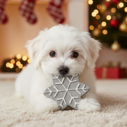 Det søde snefnug i latex giver din hund masser af sjov og aktivitet i julen