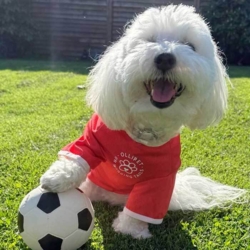 Ollipet Sports T-Shirt