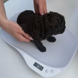 Gør det nemt for dig at følge din hunds udvikling