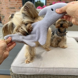 Hundelegetøjs dino med sjov pive funktion.