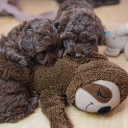 Perfekt legetøj og krammebamse til de små hvalpe