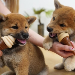 Også elsket af hundehvalpe. Her ses to Shiba hvalpe på 8 uger