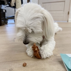 Knash Animals | Dental Chew - Madonnas favorit