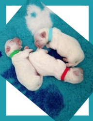 ID hvalpehalsbånd til nyfødte hvalpe