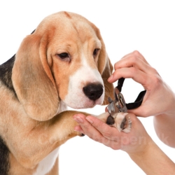 KW SMART neglesaks - sort