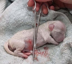 Ollipet Pean Tang | Klemmeluk