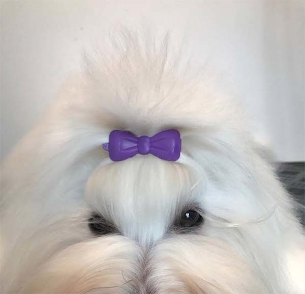 Rainbow Topsløjfe | Hund med sløjfe