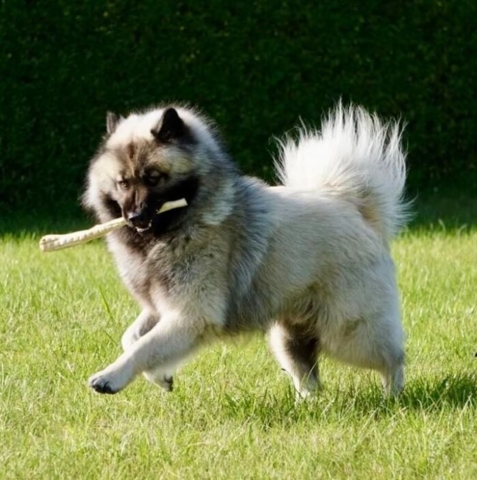 Bøffelhale fra Trixie