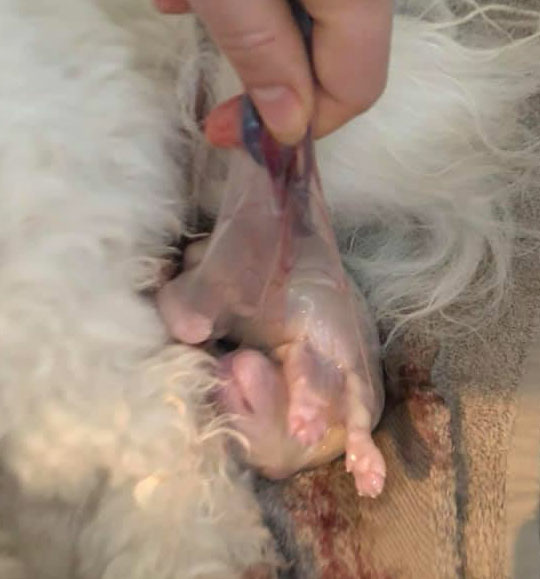 Anvend Bovivet Gel glidecreme, når hvalpen fødes