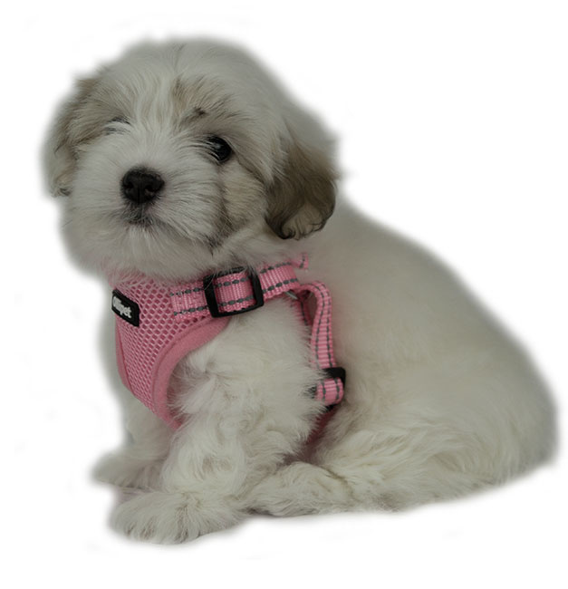 Ollipet Step-In sele | Small passer til cotonhvalp på 8 uger.