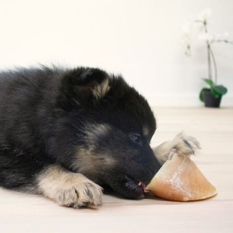 Kalveklove kan aktivere din hund i mange timer